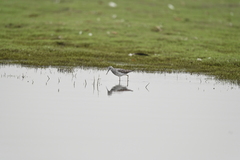 Tringa stagnatilis