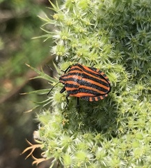 Graphosoma italicum italicum