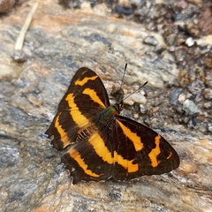 Symbrenthia niphanda