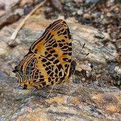 Symbrenthia niphanda