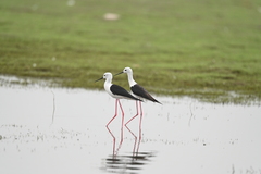 Himantopus himantopus