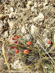 Ephedra distachya
