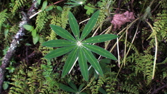 Lupinus montanus
