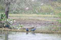 Porphyrio poliocephalus