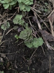 Plantae