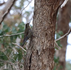 Cormobates leucophaea