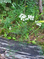 Ostericum tenuifolium