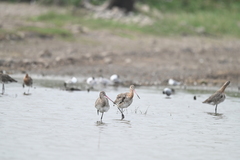 Limosa limosa