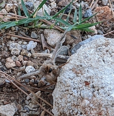 Thaumetopoea pityocampa