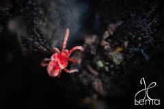 Trombidioidea