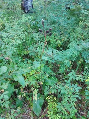 Crepis sibirica