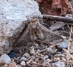 Thaumetopoea pityocampa