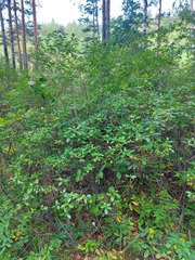 Rhododendron dauricum