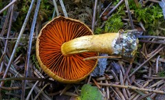 Cortinarius malicorius
