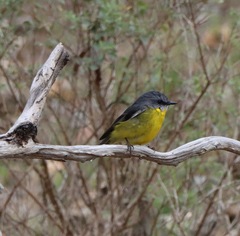 Eopsaltria australis