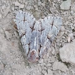 Acronicta
