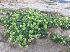 Crithmum maritimum