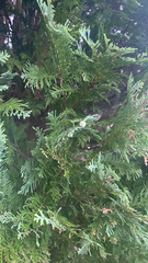 Platycladus orientalis