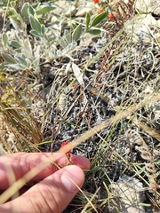 Ephedra distachya
