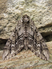 Ceratomia undulosa