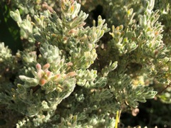 Sclerolaena birchii