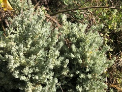 Sclerolaena birchii