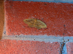 Lambdina fiscellaria