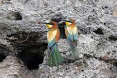 Merops apiaster