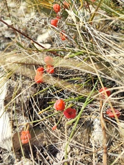 Ephedra distachya