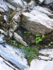 Aleuritopteris argentea