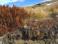 Austrolycopodium fastigiatum