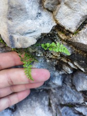 Asplenium altajense