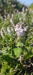 Stachys bolusii