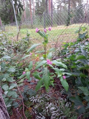 Impatiens glandulifera