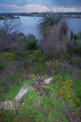 Xanthorrhoea preissii