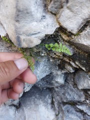 Asplenium altajense