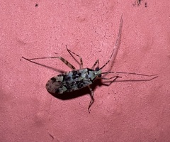 Phytocoris
