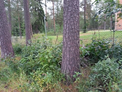 Impatiens glandulifera