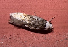 Endrosis sarcitrella