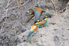Merops apiaster