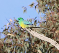 Psephotus haematonotus