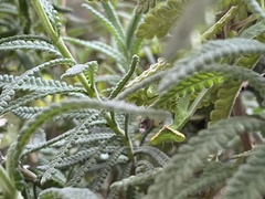Stagmomantis limbata