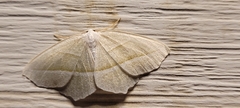 Campaea perlata