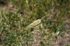 Hebenstretia integrifolia