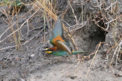 Merops apiaster
