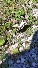 Papilio machaon