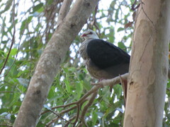Columba leucomela