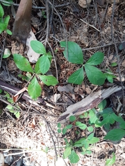 Lysimachia latifolia