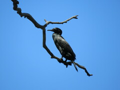 Phalacrocorax sulcirostris