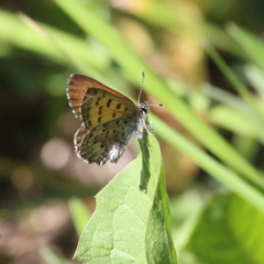 Tharsalea mariposa